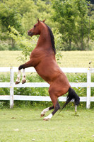 Ambiance Arabians